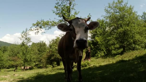 Mastigar uma pequena vaca com chifres com um sino em um fundo de árvores verdes e céu azul — Vídeo de Stock