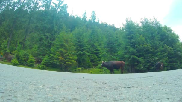 Kühe gehen auf den Asphalt vor einem Hintergrund aus grünem Wald — Stockvideo
