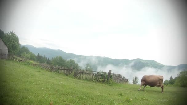 Beige koe met een bel stoot vliegen op een groen grasveld en achter de berg en de oude houten hek retro — Stockvideo