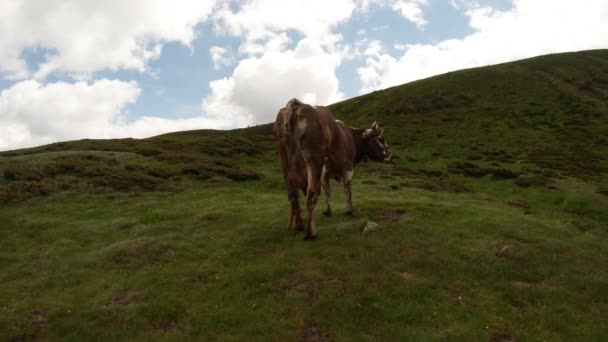 Vaca manchada com chifres em uma colina verde cauda vermelha acenando na frente da câmera plano geral — Vídeo de Stock