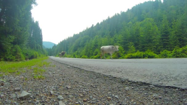 Cows go on the asphalt on a background of green forest — Stock Video