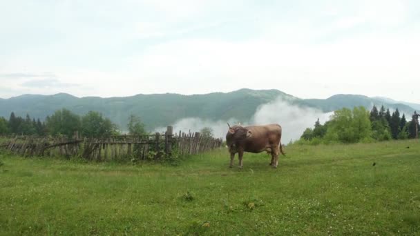 Beige koe met een bel stoot vliegt op een groen grasveld en achter de berg — Stockvideo