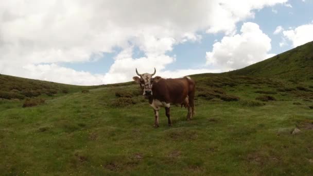 Vaca de cuernos blancos con manchas rojas en una hermosa ladera de montaña en las nubes — Vídeos de Stock