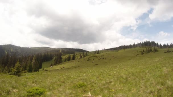 Hochgeschwindigkeitsfilm-Herde von Kühen, die auf einer riesigen grünen Wiese in den Bergen grasen — Stockvideo