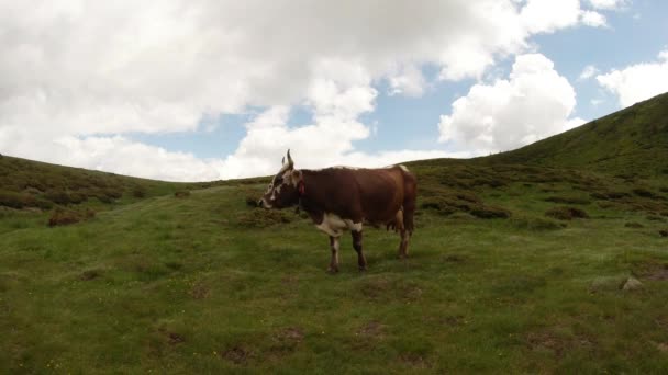 Vaca de cuernos blancos con manchas rojas en una hermosa ladera de montaña en las nubes — Vídeos de Stock