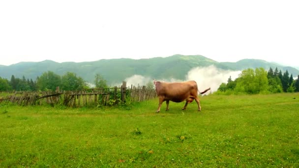 Vaca beige con una campana repele las moscas en un césped verde y detrás de la montaña — Vídeo de stock