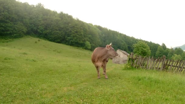 Bézs tehén zöld gyepen haranggal a nyakában, faépületek és zöld fák hátterében — Stock videók