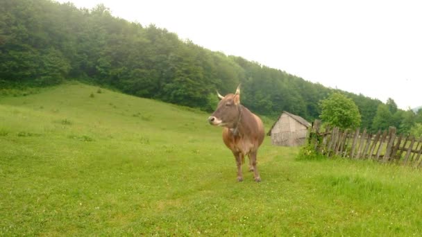 Beige koe op een groen gazon met een belletje om de hals, op de achtergrond van houten gebouwen en groene bomen — Stockvideo