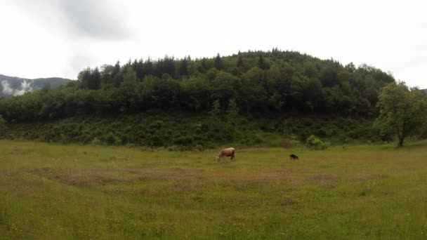 Terneros jóvenes en un prado verde sobre un fondo de una colina con árboles — Vídeo de stock
