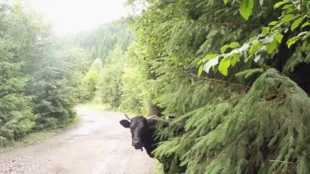 Vaca mastigadora preta olha por trás dos arbustos verdes perto da câmera portátil da estrada — Vídeo de Stock