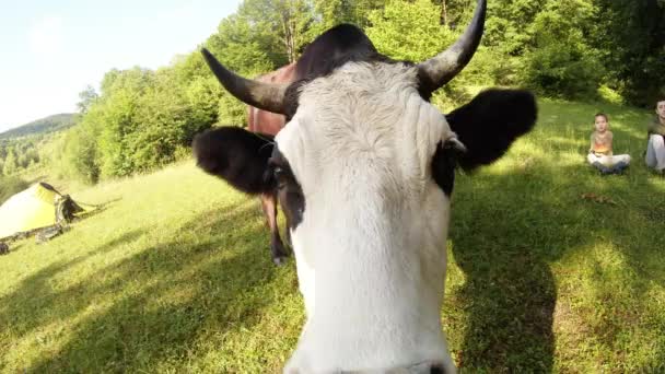 Horned fekete-fehér tehén szájkosár mássz be a kamerába, majd ugrik a zöld réten — Stock videók