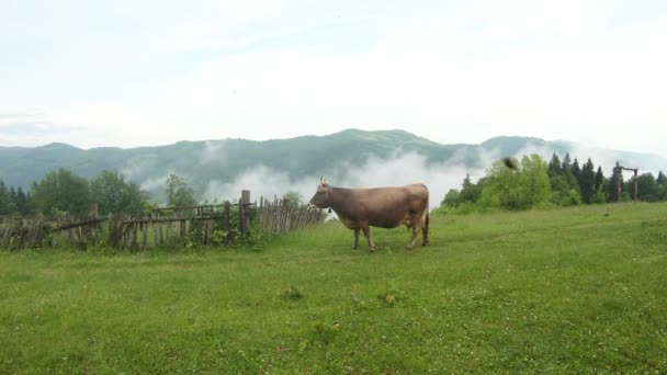 Vaca chifruda com um sino em torno de seu pescoço, atrás da floresta, céu e montanhas — Vídeo de Stock