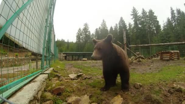 Oso marrón cerca de una valla de metal gira las piedras y mirando en la lente de la cámara — Vídeos de Stock