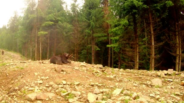 Orso bruno sdraiato sulle rocce vicino a una pineta sotto una piccola pioggia piano generale — Video Stock