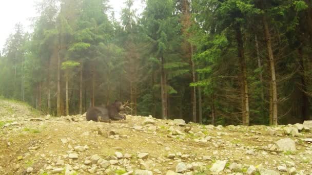 Brązowy niedźwiedź leżący na skałach w pobliżu sosnowego lasu w małym deszczu, potem wstał i szedł — Wideo stockowe