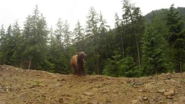 Medvěd hnědý za oblačného počasí na skalnatém okraji borového lesa obecný plán pózuje na kameru — Stock video