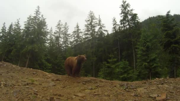 Urso marrom no tempo nublado na borda rochosa de uma floresta de pinheiros plano geral de montanha posa na câmera — Vídeo de Stock