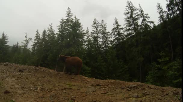 Bruine beer bij bewolkt weer op de rotsachtige rand van een dennenbos berg algemeen plan poseert op camera — Stockvideo