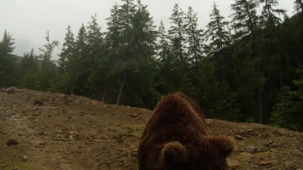 カメラにポーズをとっている山の近くの松林の岩肌にある曇り空の中の熊 — ストック動画