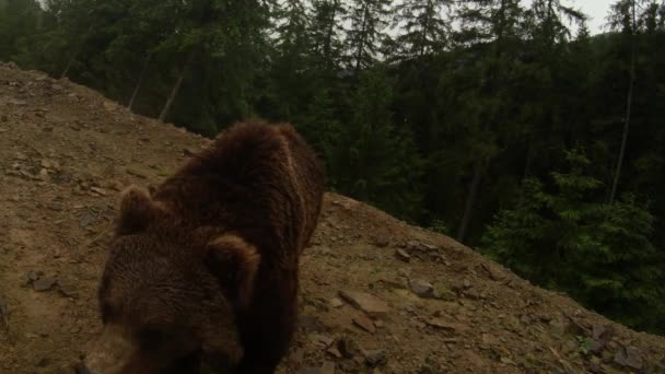 Niedźwiedź brunatny w pochmurną pogodę na skalistym skraju lasu sosnowego zbliżenie góry pozowanie do kamery — Wideo stockowe