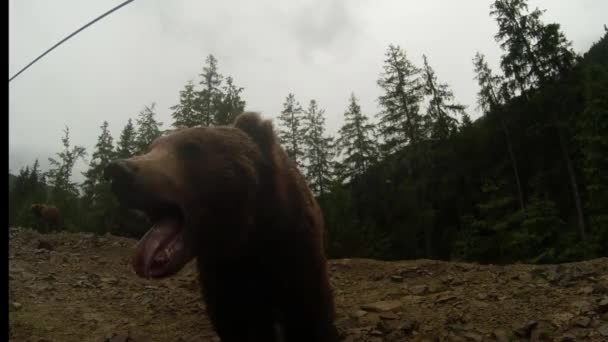 Braunbär bei trübem Wetter am felsigen Rand eines Kiefernwaldes des Berges, der zur anderen Seite schaut und die Kiefer eines Bären öffnet — Stockvideo