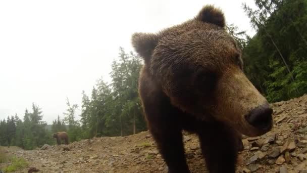 茶色のクマが近づいて岩だらけの山の端のカメラのポーズ小さな雨の下の松林 — ストック動画