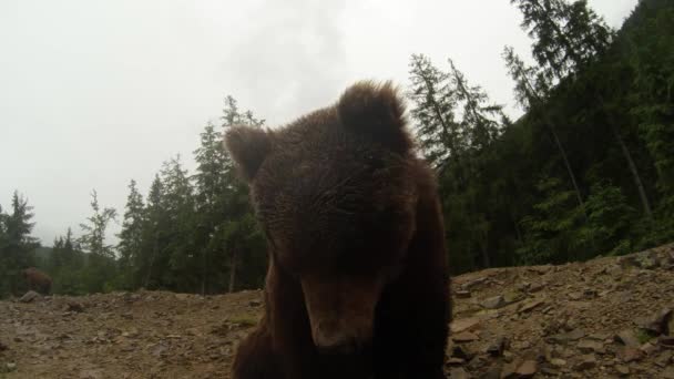 Brown bear close up, poses for the camera at the edge of a rocky mountain pine woods under a small rain — Stock Video