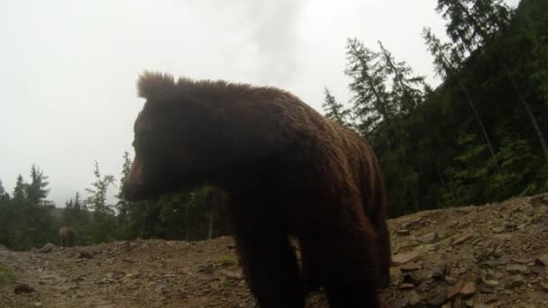 medvěd hnědý zblízka, pózuje pro kameru na okraji skalnatého borového lesa pod malým deštěm