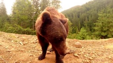 Kahverengi ayı, küçük bir yağmurun altında, bir ormanın toprak tepeciğinde kameranın önünde duruyor.