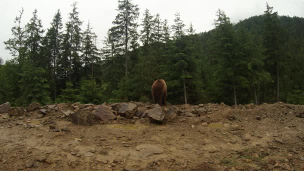 Dos osos pardos en el borde de un bosque rocoso de pinos de montaña bajo una pequeña lluvia — Vídeos de Stock