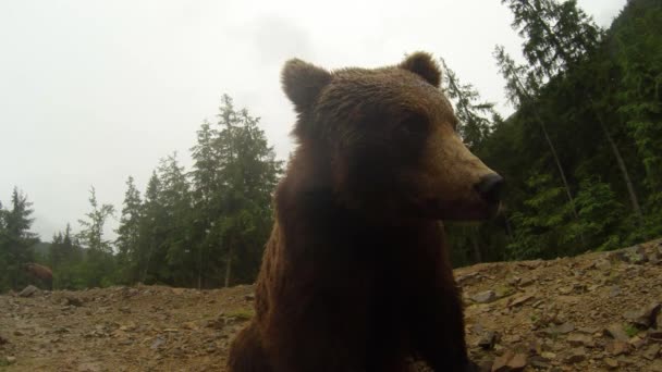 Brunbjörns mun öppnas framför kameran lite regn på en bakgrund av skog och andra björnar — Stockvideo