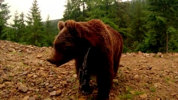 L'ours brun mâche devant la caméra sur un monticule de terre dans une forêt sous un léger plan moyen de pluie — Video