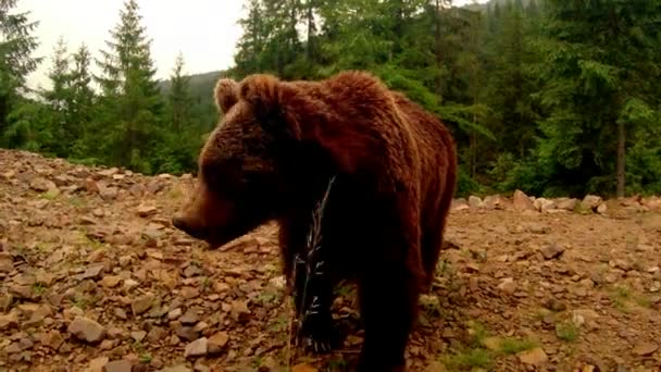 Oso marrón mastica frente a la cámara en un montículo de tierra en un bosque bajo un plan promedio de lluvia leve — Vídeos de Stock