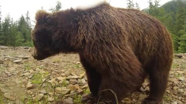 Brown bear chews front of the camera on a dirt mound in a forest under a slight rain average plan — Stock Video