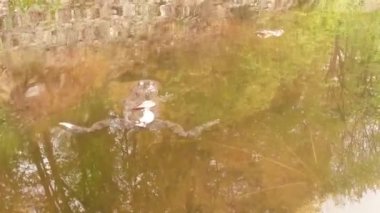 male frog lies on the surface of the water in the reflection of spring trees