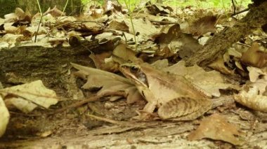 Çimen kurbağası inanılmaz bir kamuflaj.
