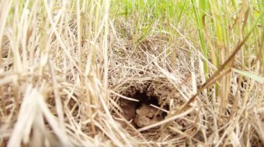 huge earthen toad sitting pensively in a hole around the grass