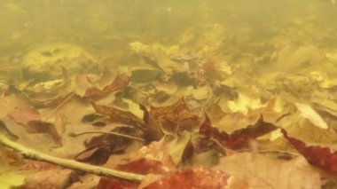 underwater footage mating season the frogs in a small mountain lake close-up in the leaves of males seeking females