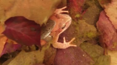 underwater footage mating season the frogs in a small mountain lake close-up in the leaves of males seeking females