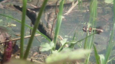 Yavru kurbağalar - küçük sulak arazideki kurbağalar, geçen yılın yaprakları, dalları, yeşil bitki filizleri olan kaynak suyu havuzuna yakın çekim.
