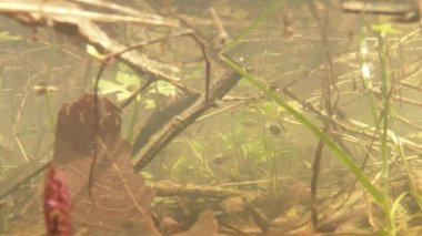 Yavru kurbağalar - küçük sulak arazideki kurbağalar, geçen yılın yaprakları, dalları, yeşil bitki filizleri olan kaynak suyu havuzuna yakın çekim.