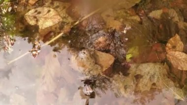 Yavru kurbağalar - küçük sulak arazideki kurbağalar, geçen yılın yaprakları, dalları, yeşil bitki filizleri olan kaynak suyu havuzuna yakın çekim.
