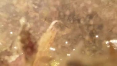 tadpoles - cubs frogs in small wetlands mountain lakes close-up in a pool of spring water last year's leaves
