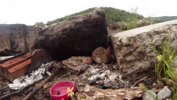 Aventuras de un ratón en una tienda de campaña pequeño ratón de campo gris salvaje, se escabulló del montón de basura (donde vive) en mi tienda de turismo Ratón Posando para la cámara y luego recibe el pago en forma de rebanadas de pan — Vídeos de Stock