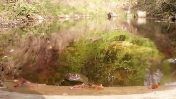 Ranas macho en la superficie de un pequeño lago de montaña en el reflejo de los árboles de primavera — Vídeos de Stock