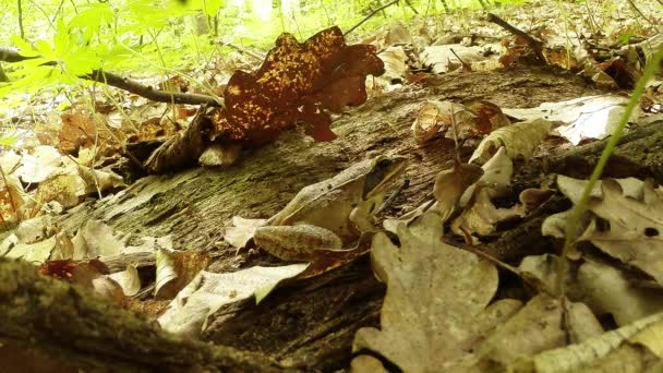 Rana camuffata tra le foglie cadute vicino all'albero caduto e foglie fresche — Video Stock
