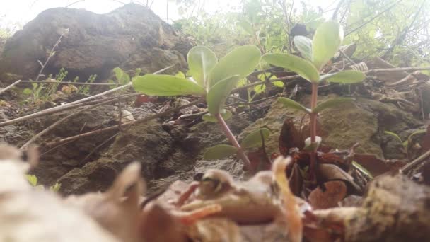 Βάτραχος καμουφλαρισμένος ανάμεσα στα πεσμένα φύλλα κοντά στο πεσμένο δέντρο και φρέσκα φύλλα που δεν επικεντρώνονται — Αρχείο Βίντεο