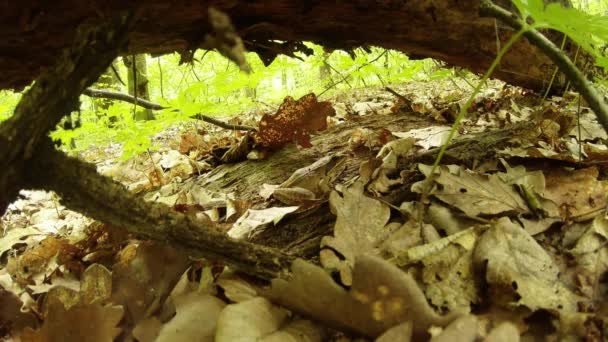 Rana camuflada entre las hojas caídas cerca del árbol caído y hojas frescas — Vídeos de Stock