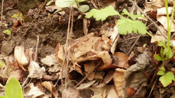 La grenouille herbacée sur la terre — Video