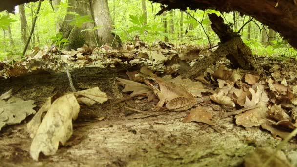 Βάτραχος κάθεται ανάμεσα σε πεσμένα φύλλα κοντά στο πεσμένο δέντρο και φρέσκα φύλλα — Αρχείο Βίντεο